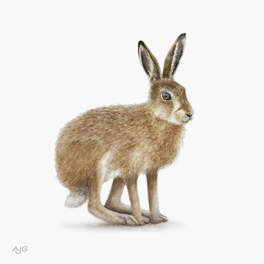 Painting of a brown hare on a white background