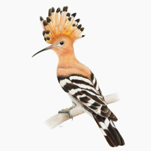 Hoopoe Gouache Painting by bird artist Amanda Gosse