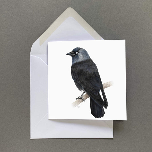 Greeting card with a jackdaw bird illustration on a white background, featuring a white envelope.