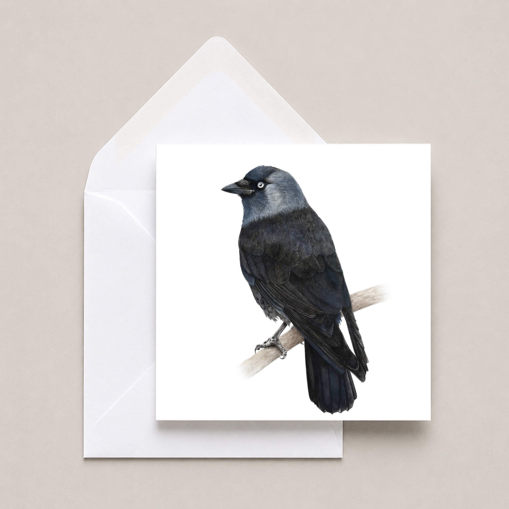 A square white greeting card featuring a detailed illustration of a jackdaw bird perched on a branch, shown with a white envelope on a light beige background.