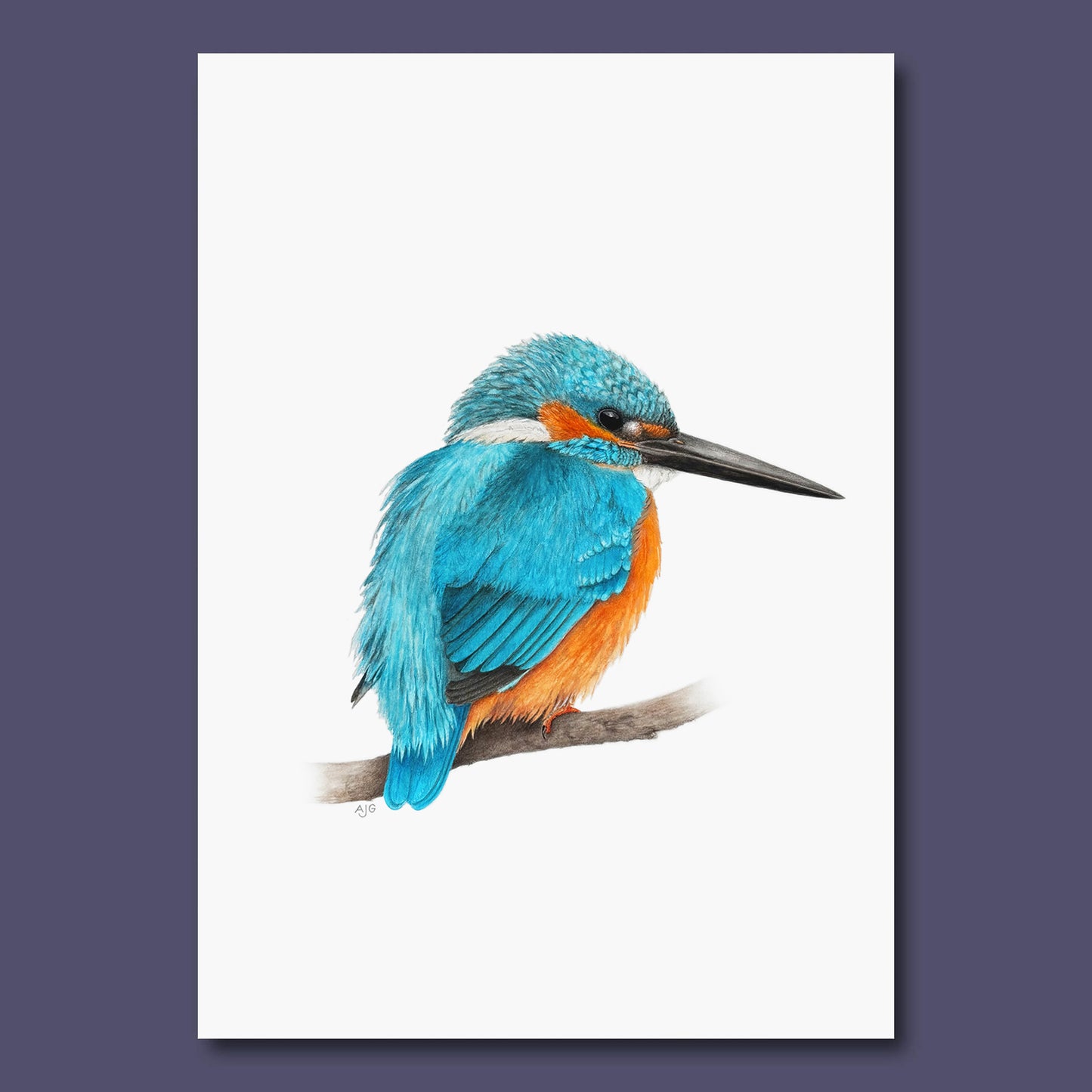 Kingfisher bird perched on a branch with a white background all against dark purple