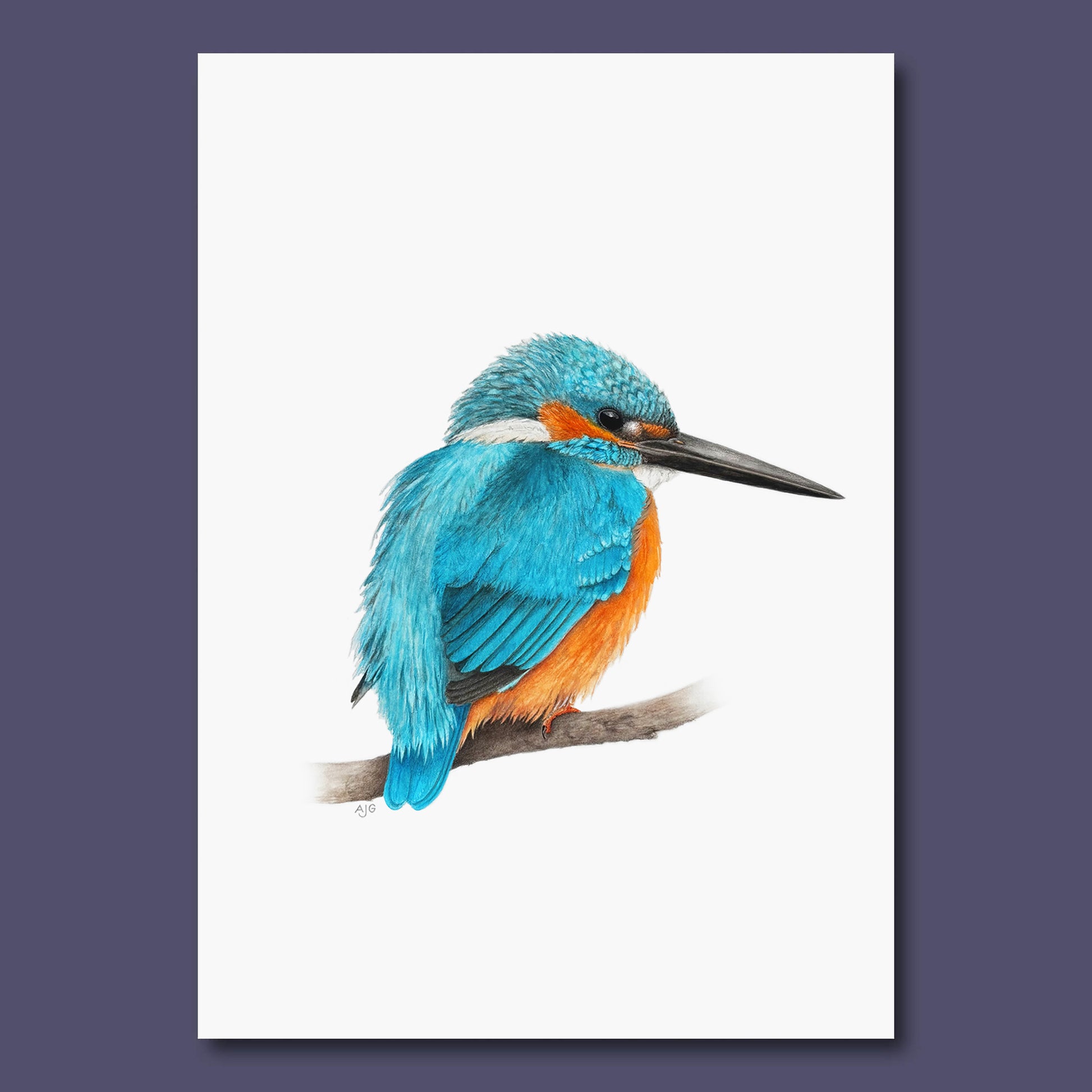 Kingfisher bird perched on a branch with a white background all against dark purple