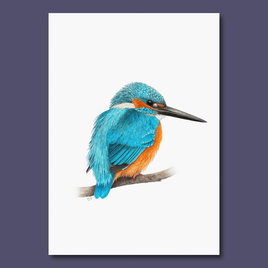 Kingfisher bird perched on a branch with a white background all against dark purple