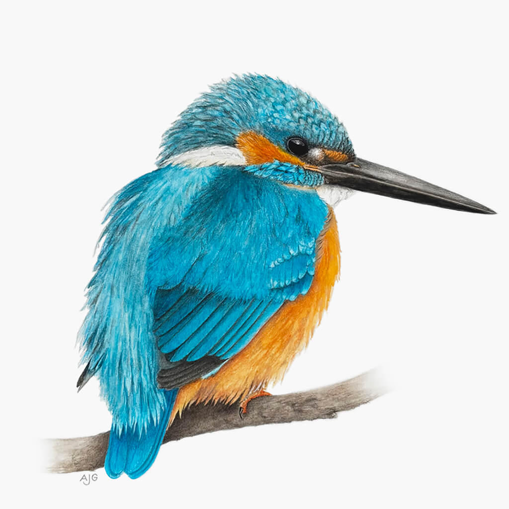Painting of a kingfisher bird perched on a branch on a white background