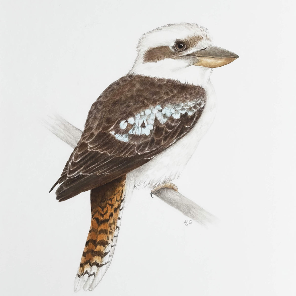 An original gouache painting of a laughing kookaburra on paper by Amanda Gosse