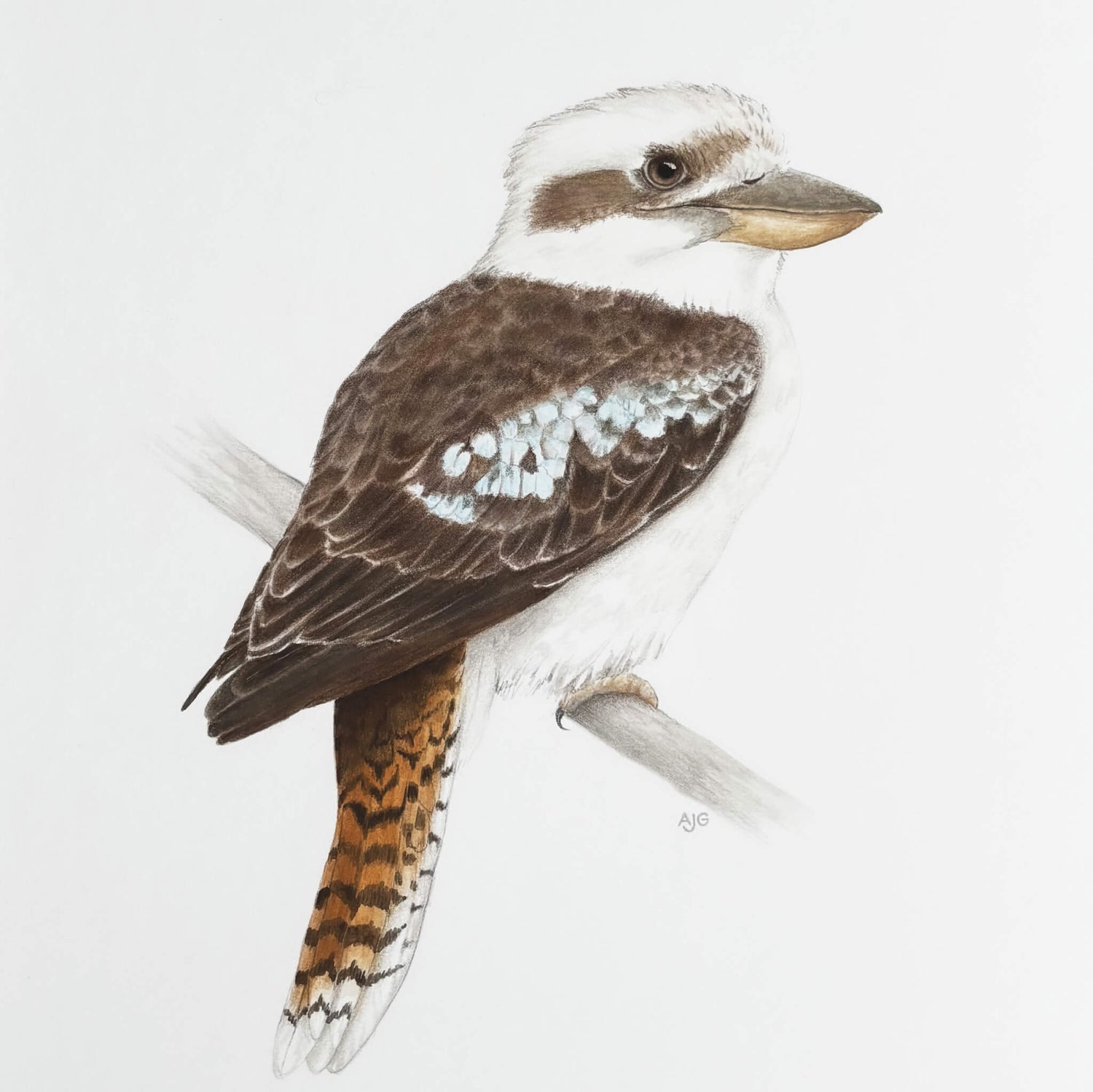 Kookaburra Original Gouache Painting on paper