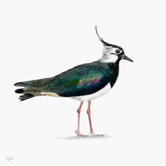 Gouache painting of a northern lapwing bird on a white background