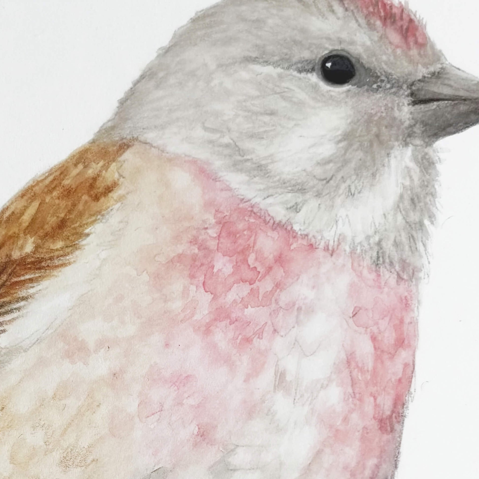 Close-up of a male linnet bird with pink and brown plumage on a white background