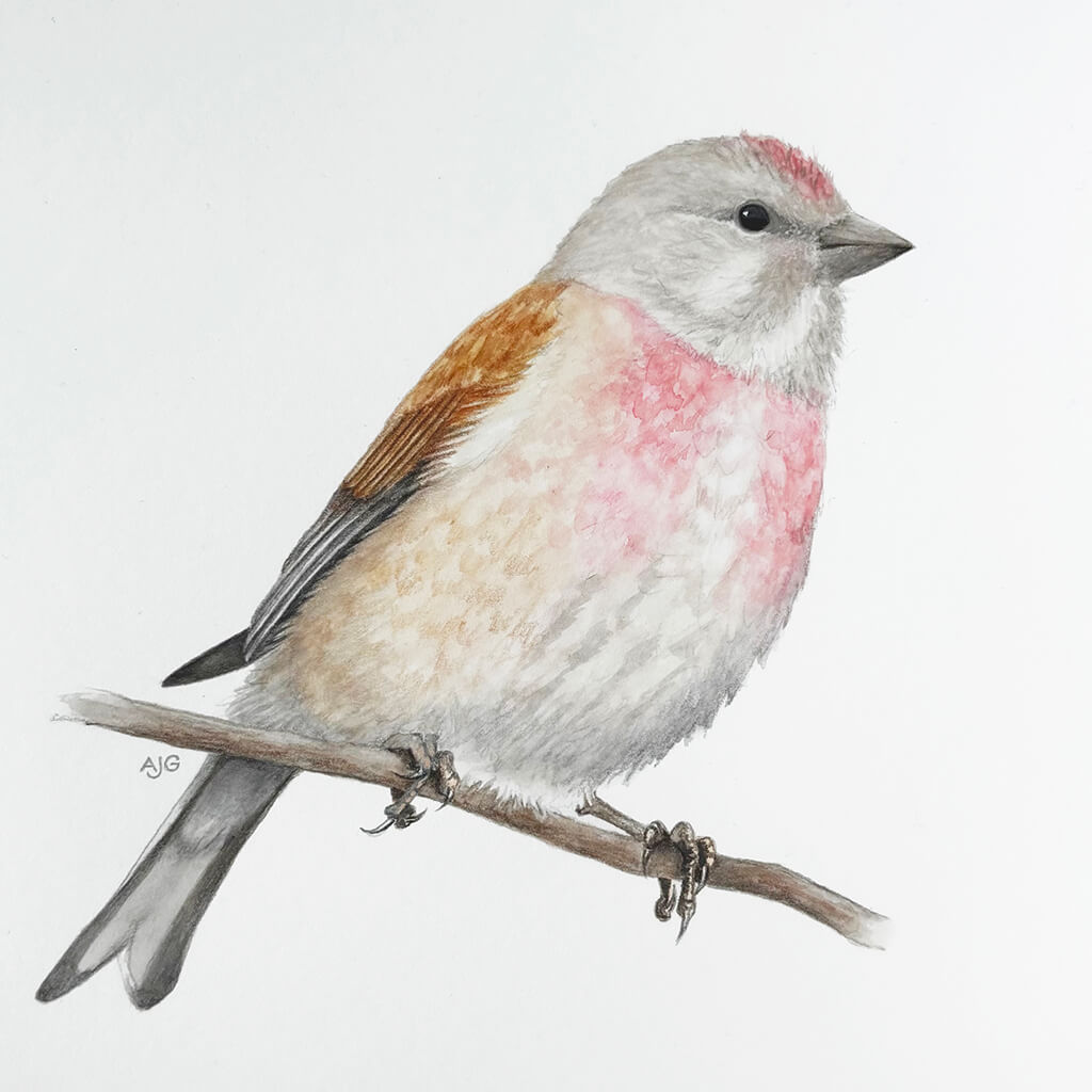 An original gouache painting of a male linnet on paper by Amanda Gosse