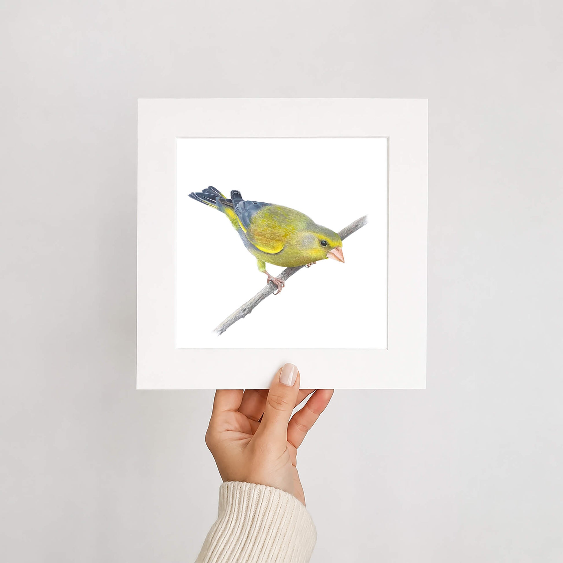 Hand holding a greenfinch bird illustration in a mount against a white background