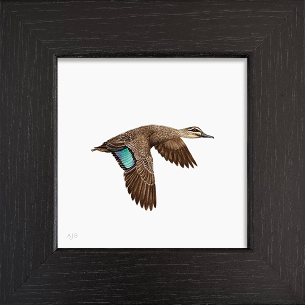 Framed painting of a pacific black duck in flight with a teal wing on a white background