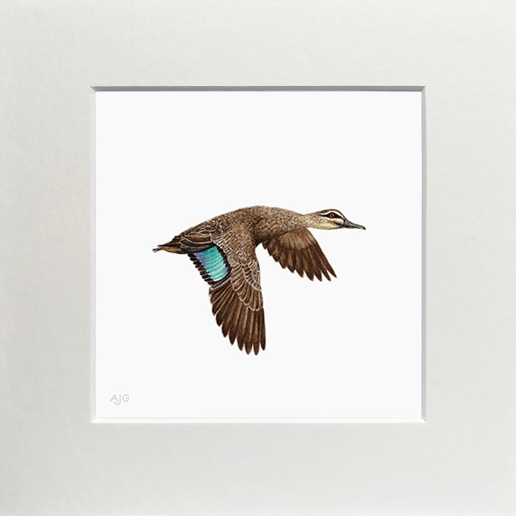 Matted Painting of a pacific black duck in flight with a teal wing on a white background