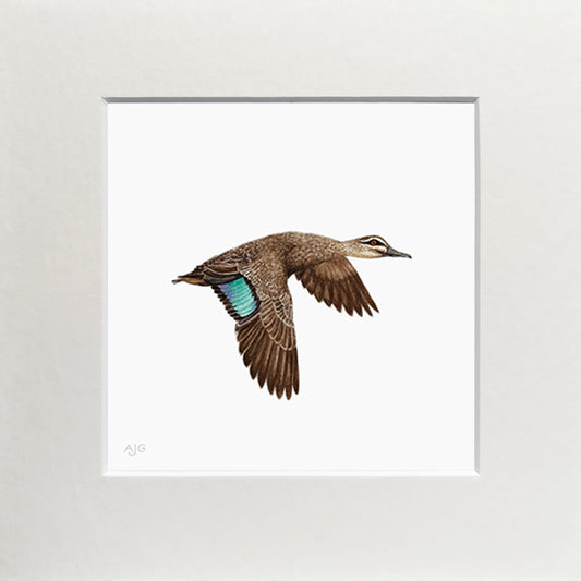 Matted Painting of a pacific black duck in flight with a teal wing on a white background