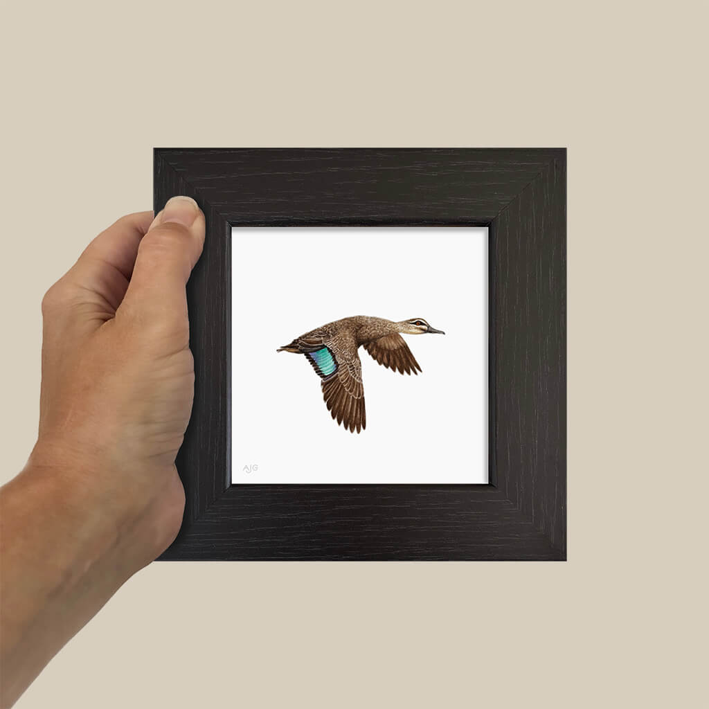 Hand holding a small framed picture of a pacific black duck on a beige background