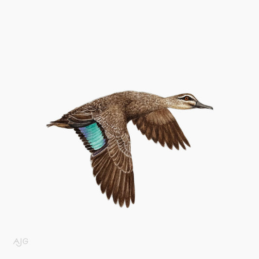 Painting of a pacific black duck in flight with a teal wing on a white background