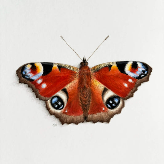 An original gouache painting of a peacock butterfly by Amanda Gosse