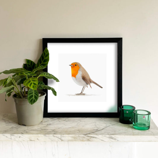 European Robin Giclée Fine Art Print by Amanda Gosse