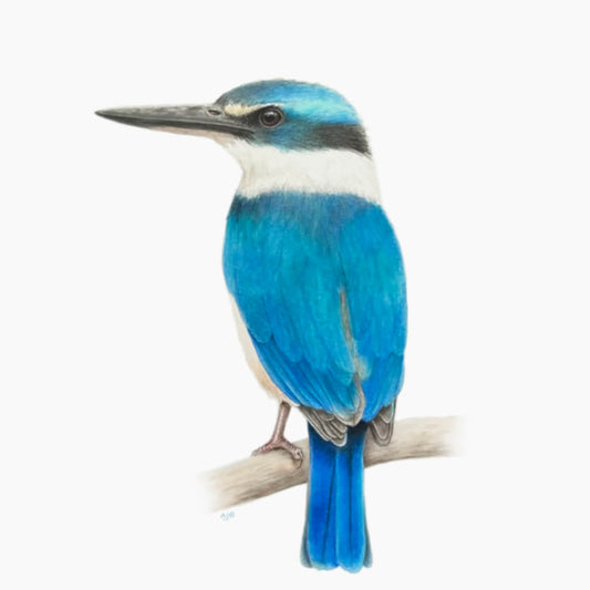 Sacred Kingfisher original gouache on paper painting by bird artist Amanda Gosse