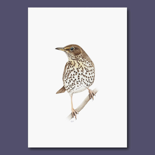 Original painting of a song thrush bird perched on a branch with a white background