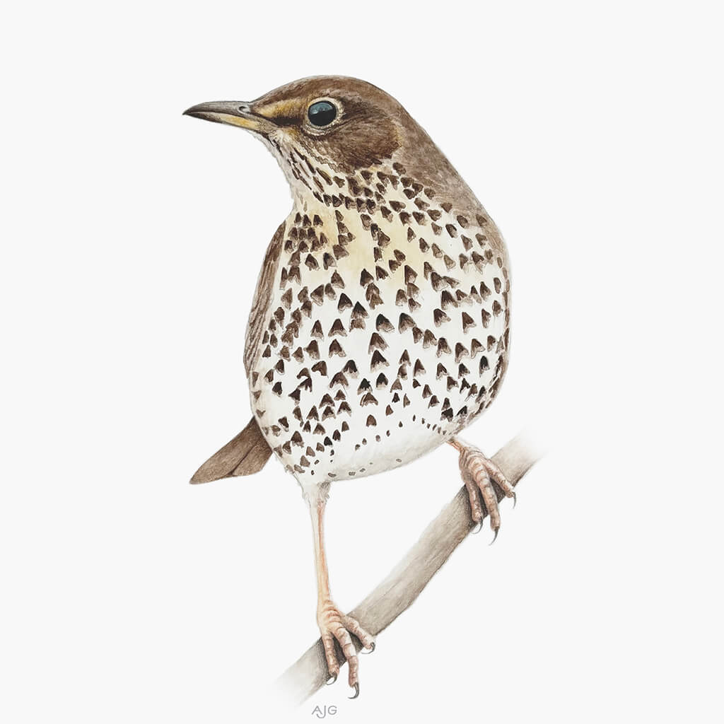Painting of a song thrush bird perched on a branch with a white background
