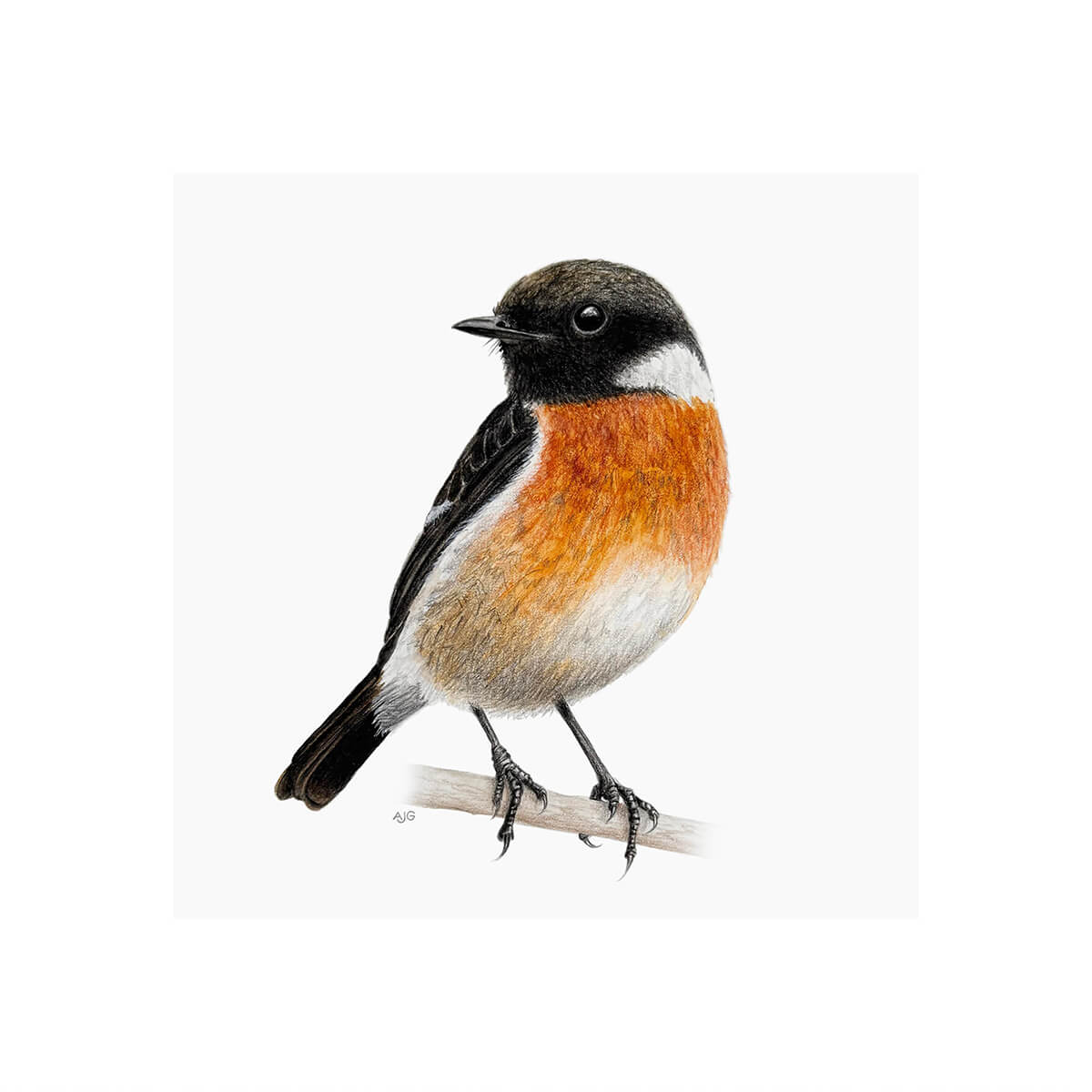 Stonechat bird on twig giclée fine art print