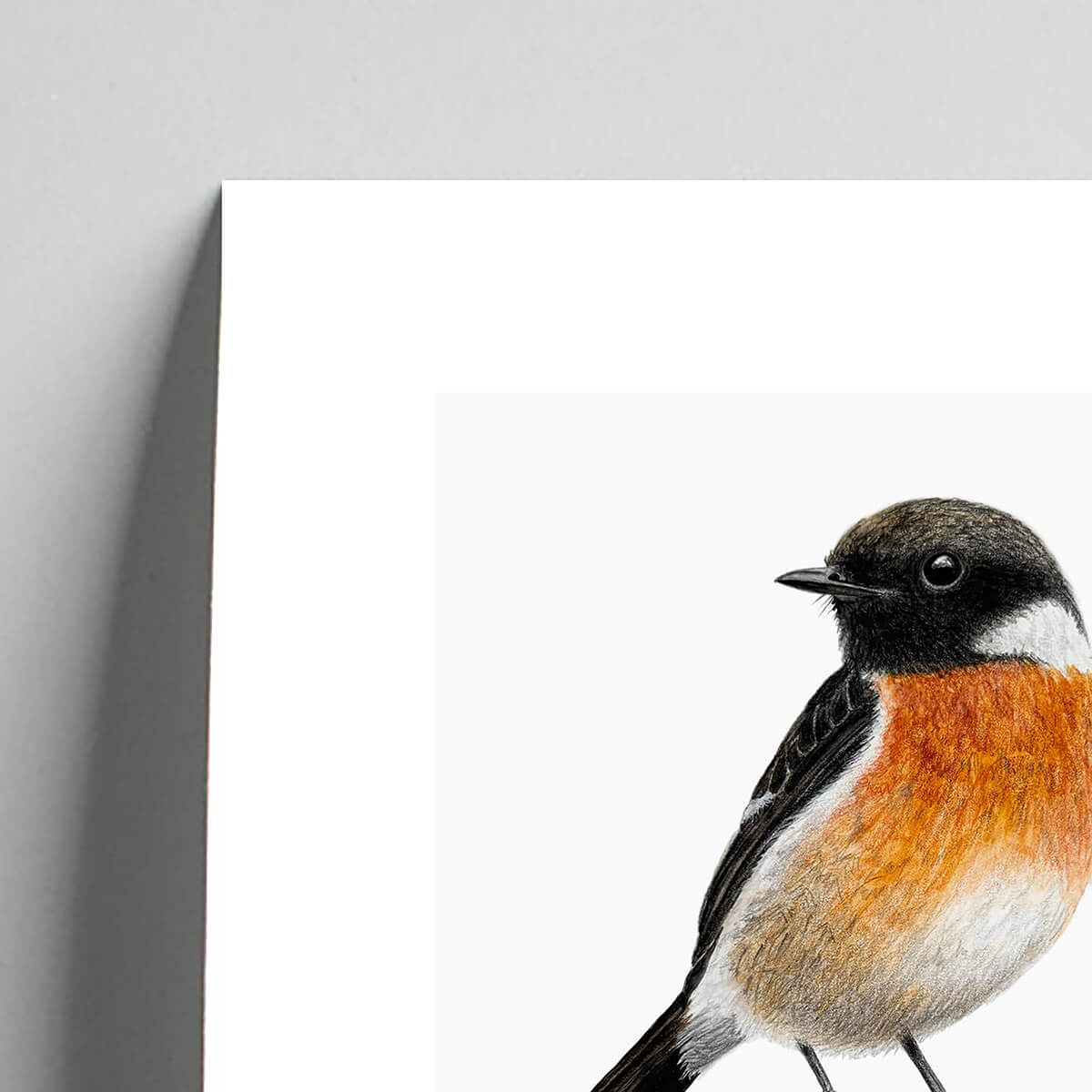 Male Stonechat bird giclée fine art print detail