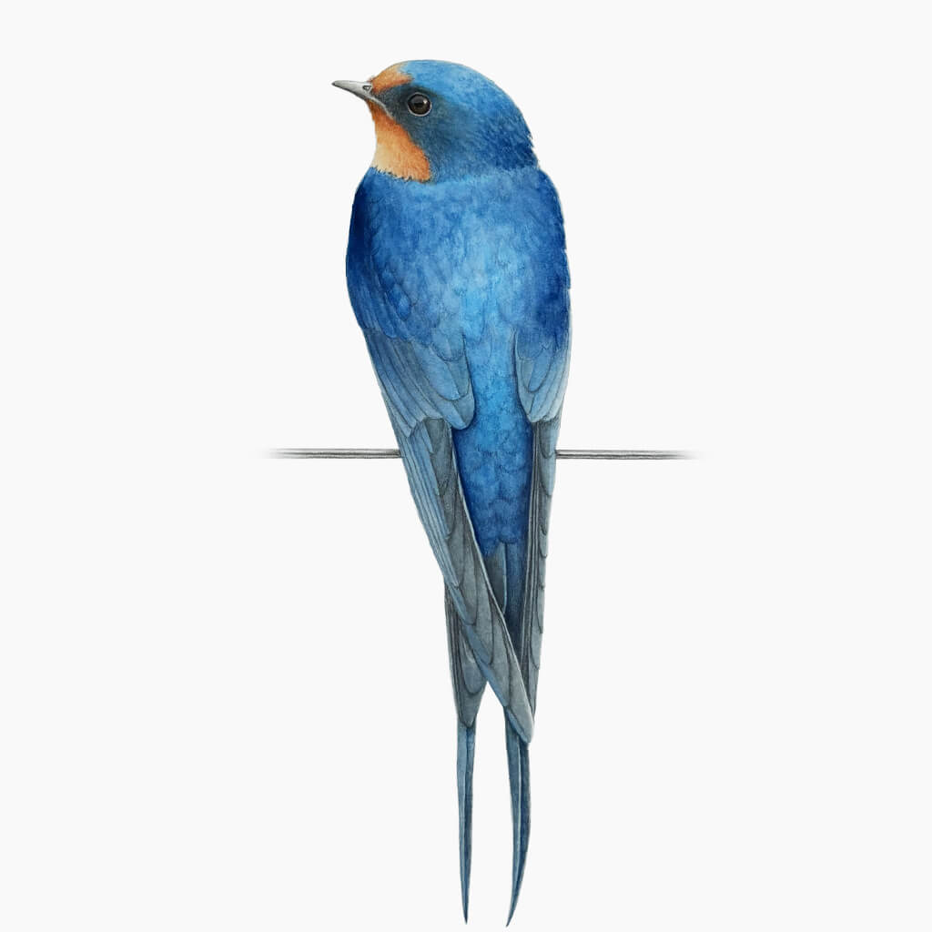 Swallow bird perched on a wire against a white background