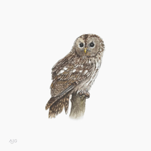 Illustration of a tawny owl on a white background