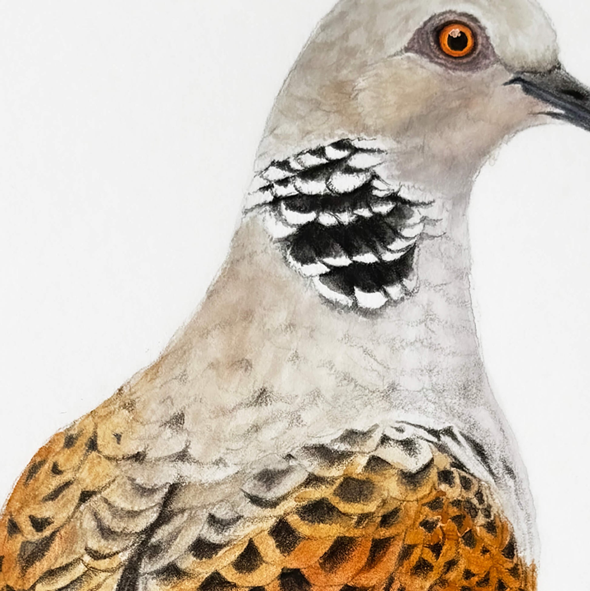 Study of a turtle dove, gouache and pencil on 300gsm paper