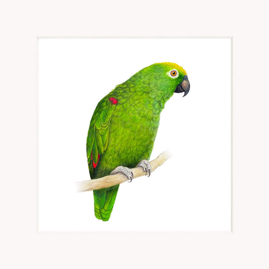 Fine art print in off white mount of green parrot perched on a branch with a white background