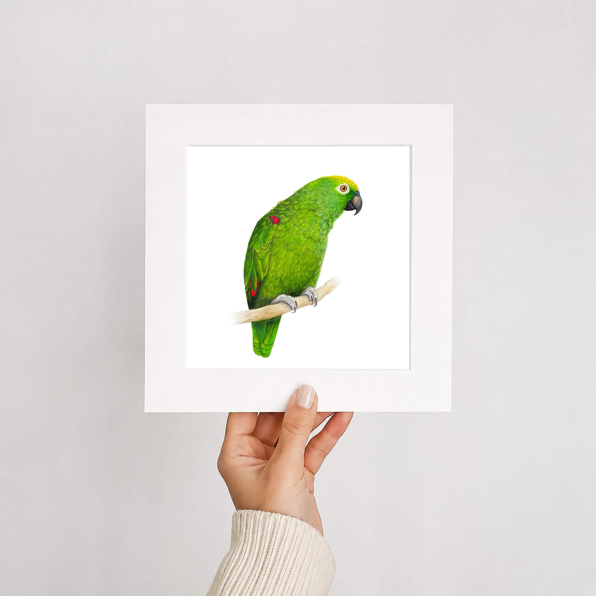 Hand holding a mounted picture of a green parrot on a white background