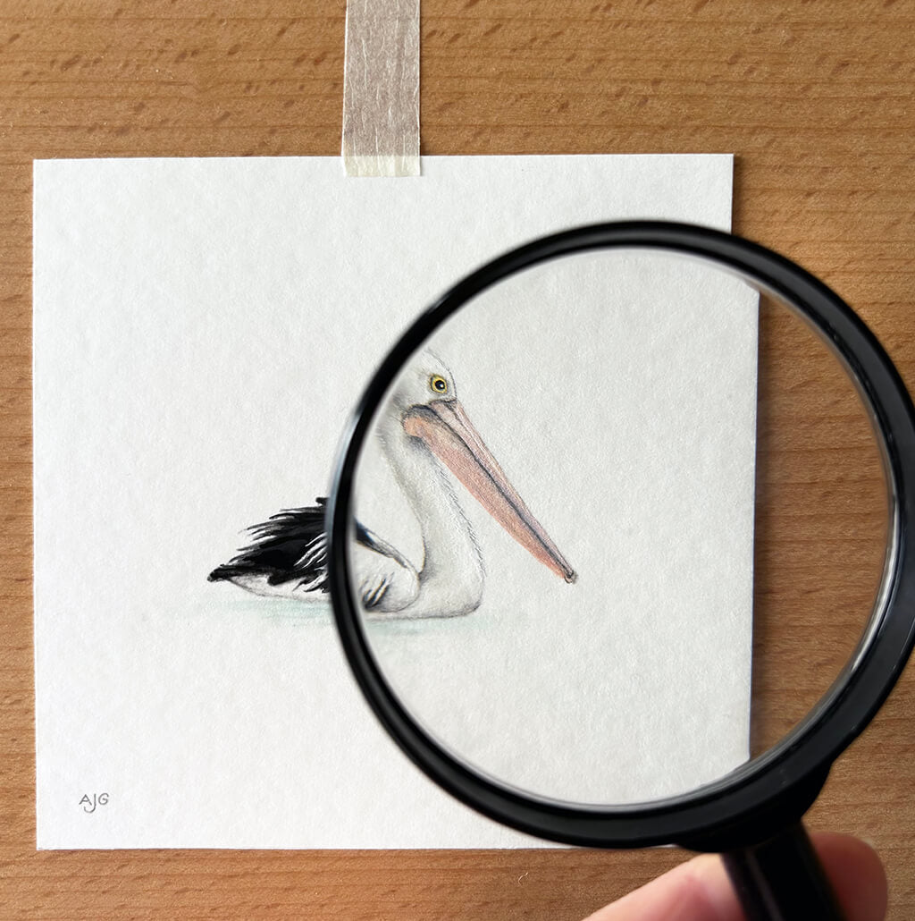 Illustration of a pelican on a white card with a magnifying glass held over it, all on a wooden surface.
