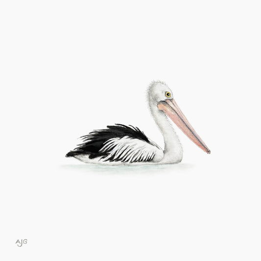 Painting of a pelican on a white background