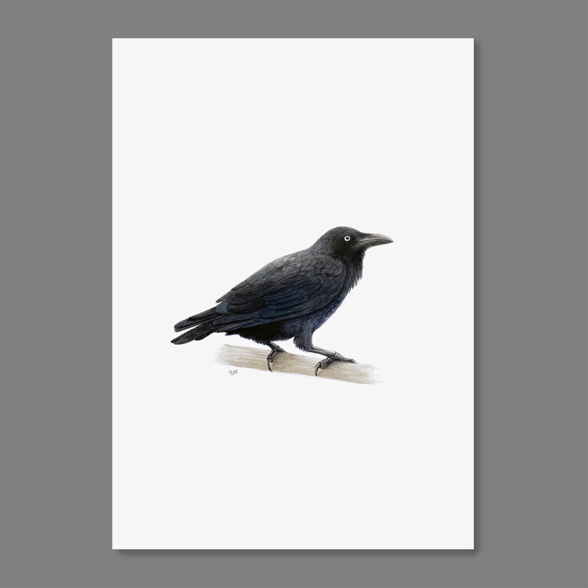 An A4 original gouache and pencil painting of an Australian Raven bird by Amanda Gosse.