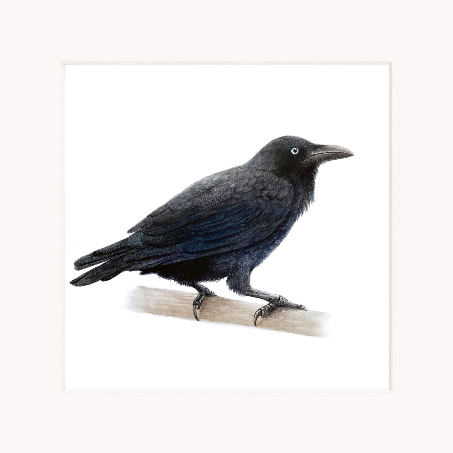 Australian raven perched on a branch with a white background