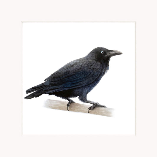 Australian raven perched on a branch with a white background