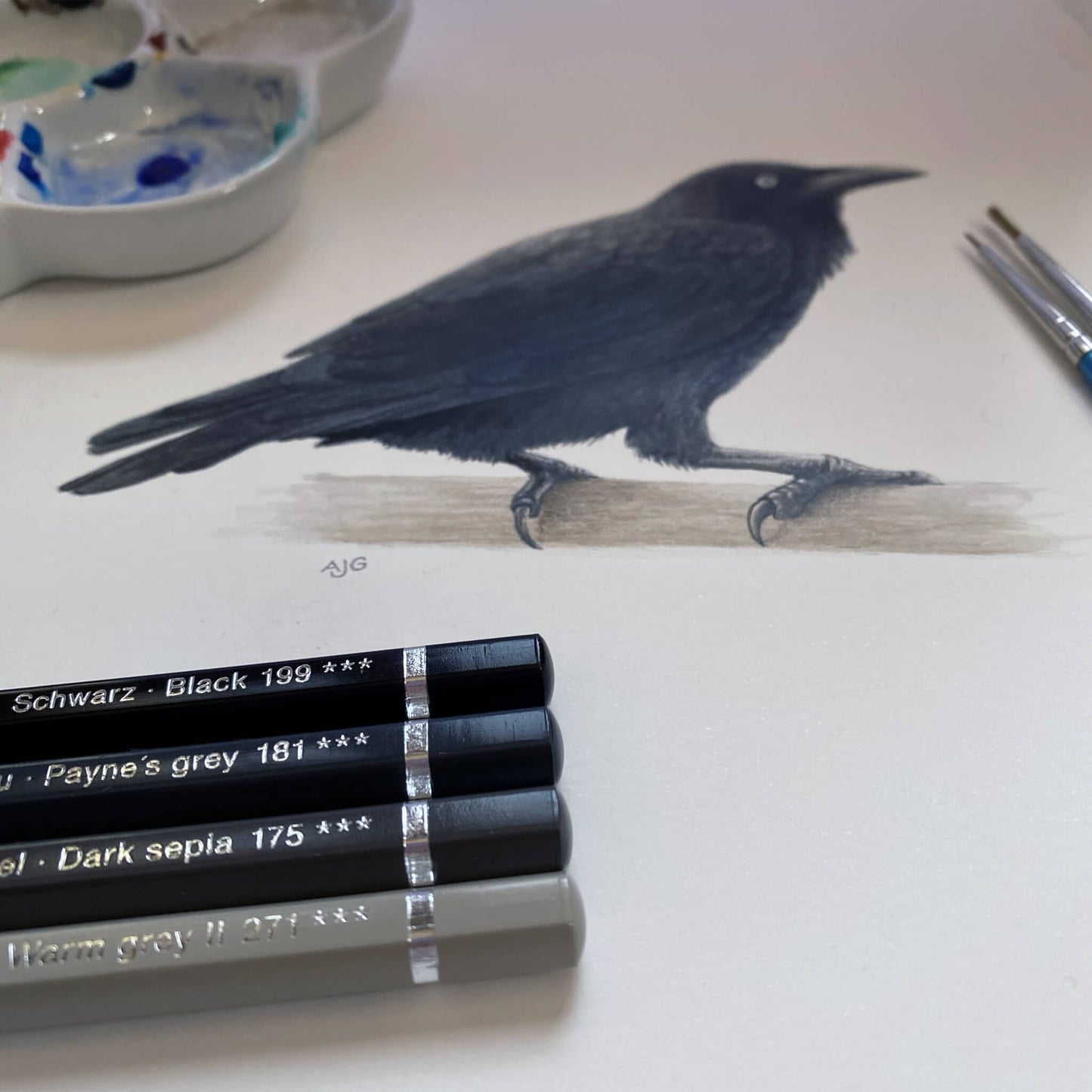 An original realistic painting of an Australian Raven bird on a branch, painted in gouache and colour pencil. Work in progress shot.