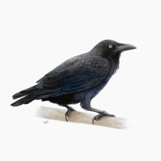 An original realistic painting of an Australian Raven bird on a branch, painted in gouache and colour pencil on a white background.