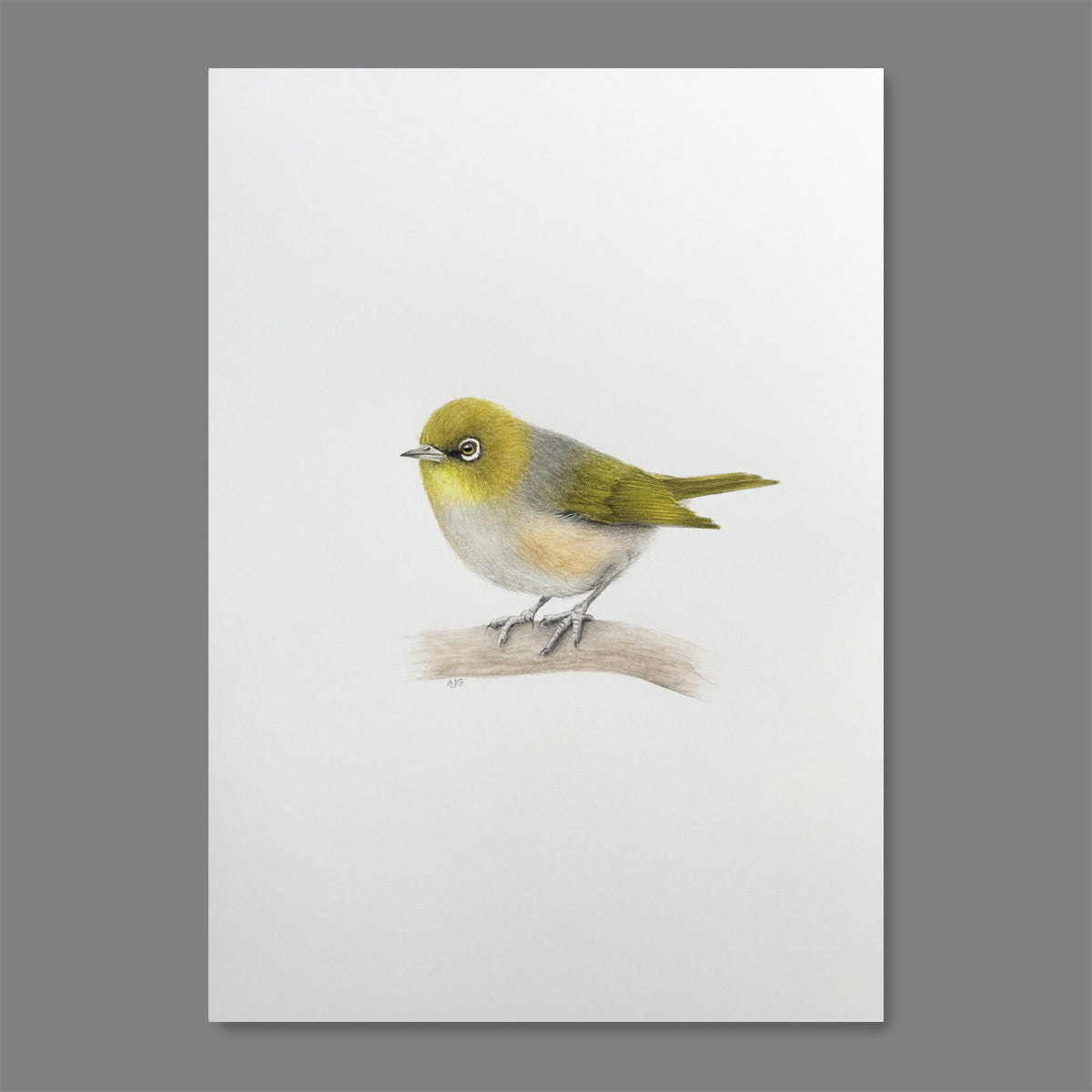 An original artwork of a silvereye on a soft white background by Amanda Gosse Australian bird artist