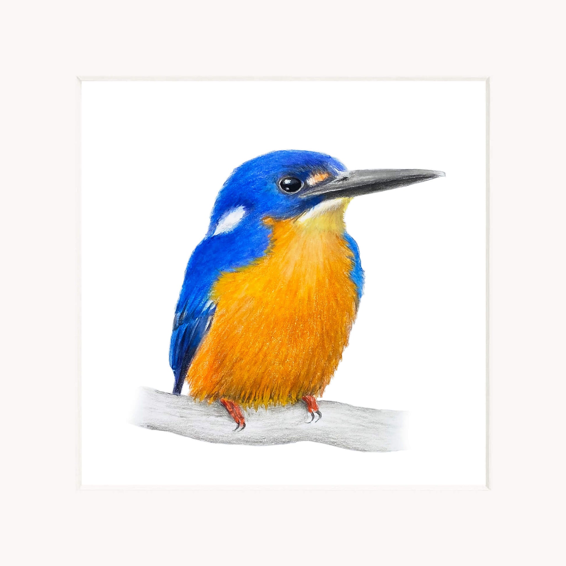 Azure kingfisher bird with blue and orange plumage perched on a branch against a white background