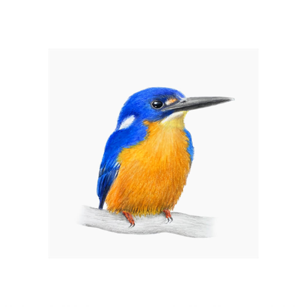 A giclée fine art print of an Azure Kingfisher bird sitting on branch, against a pale neutral colour background.