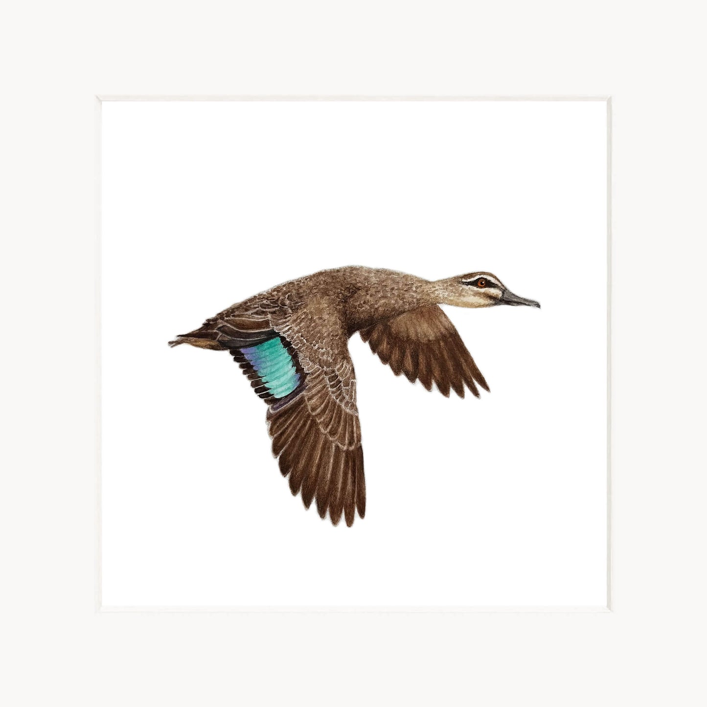Duck in flight on a white background