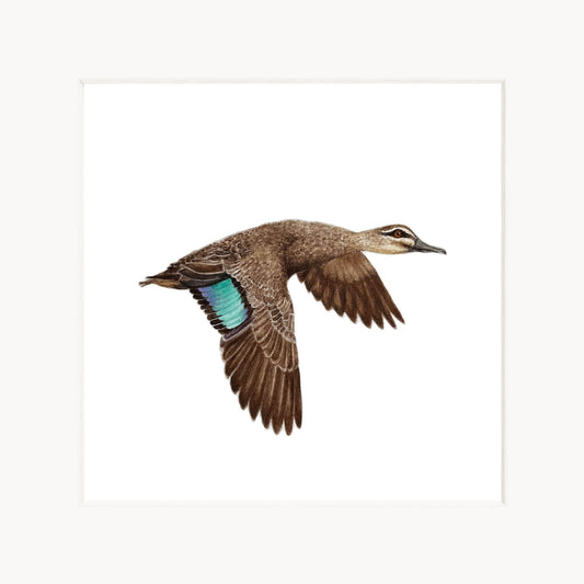 Duck in flight on a white background