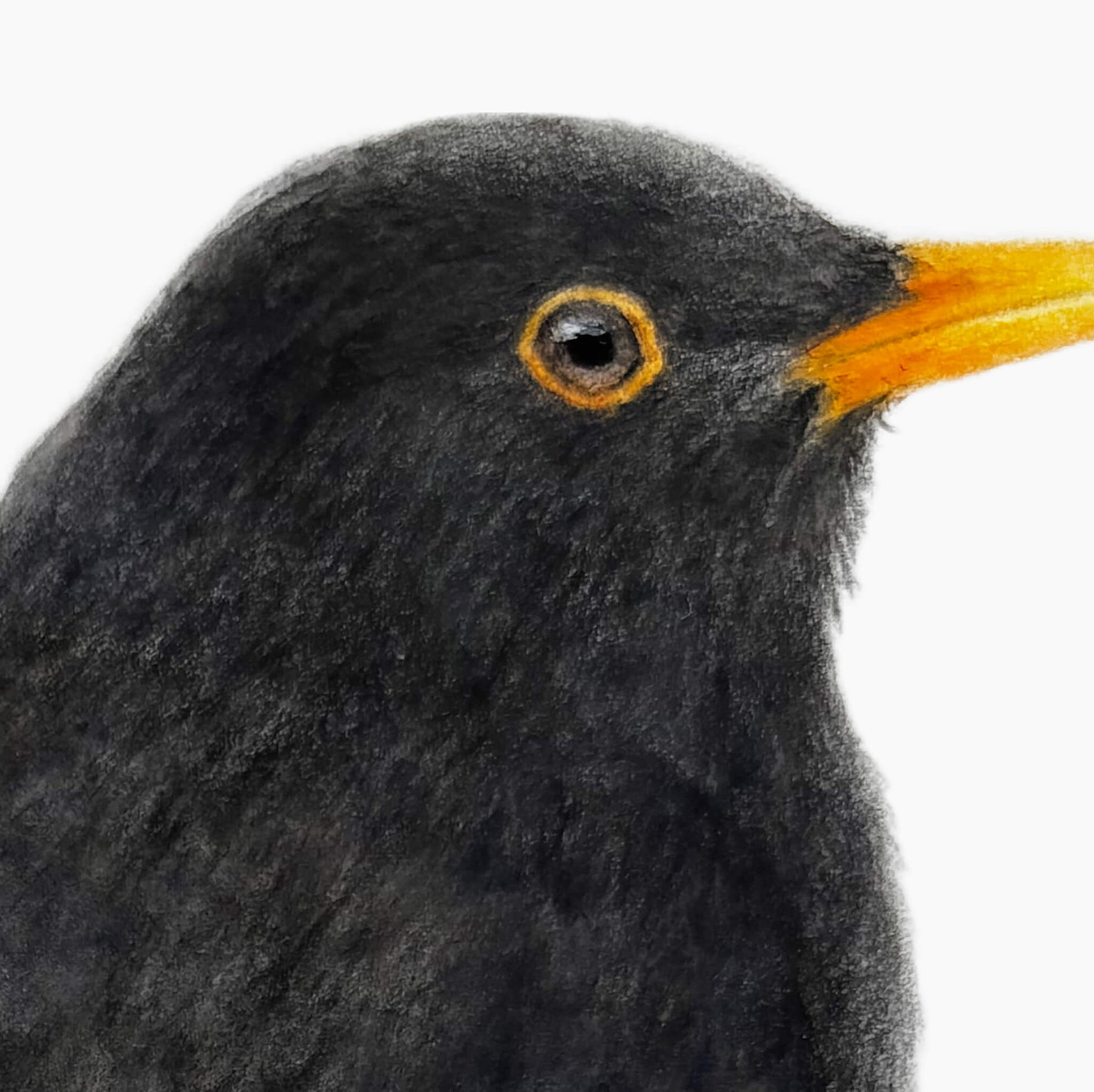 A close up section of an original gouache and pencil painting of a blackbird by Amanda Gosse