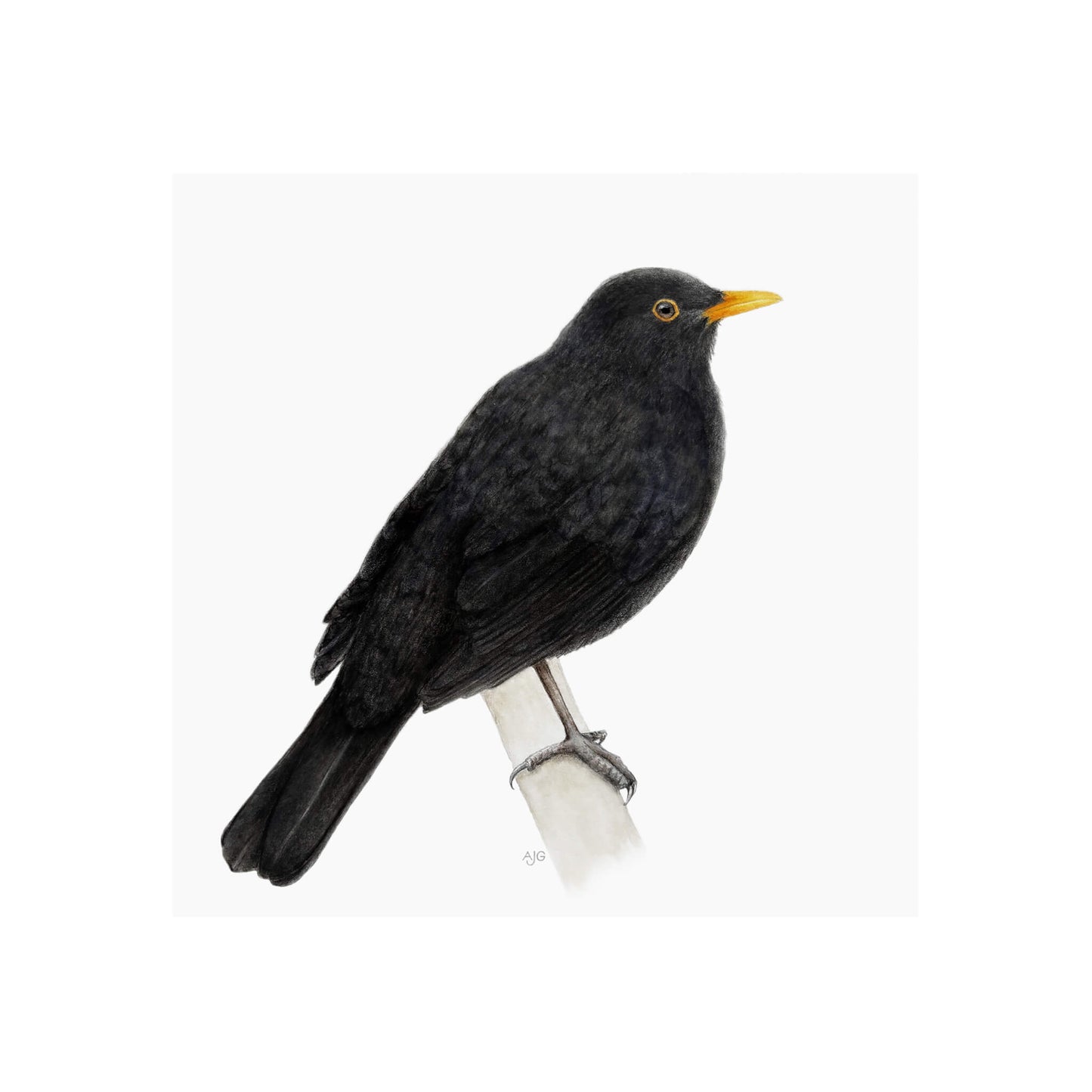 A giclee fine art print of a blackbird sitting on branch, against a pale neutral colour background.