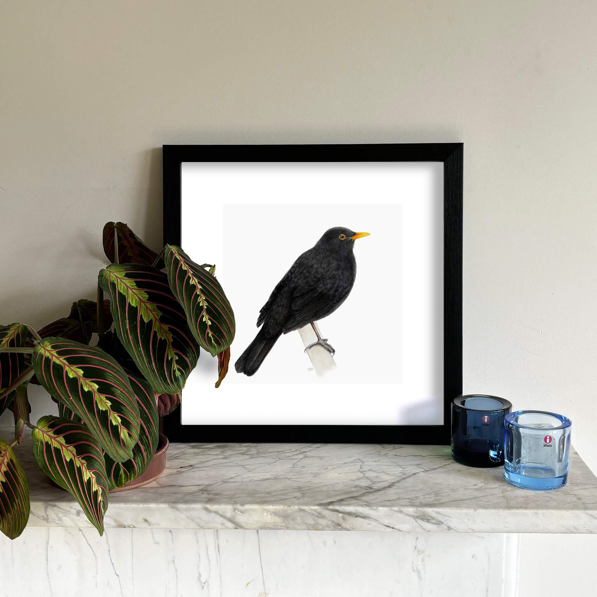 A bird giclee fine art print on paper of a blackbird. Image shows the print framed and in a room setting.