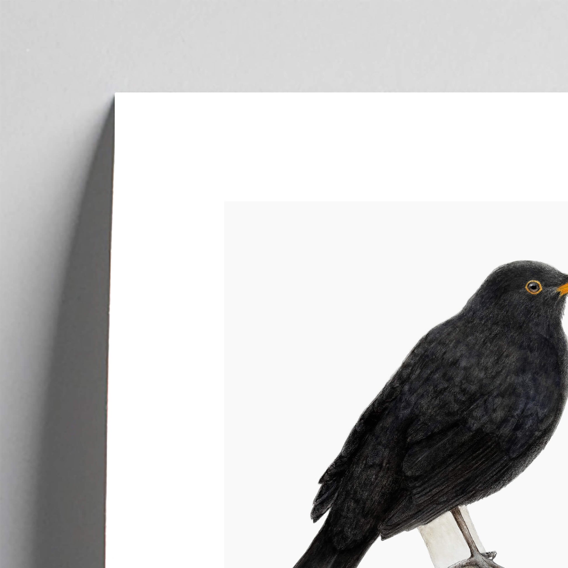 Giclee fine art print of a blackbird on a light grey background. This image shows a section, to highlight the detail. 