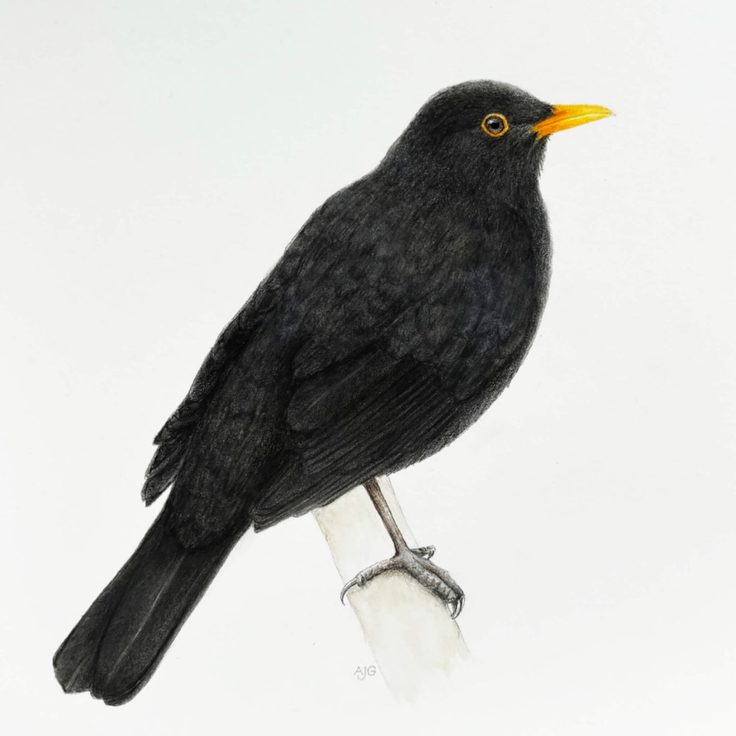 An original realistic painting of a blackbird on a branch, painted in gouache and colour pencil on a white background.