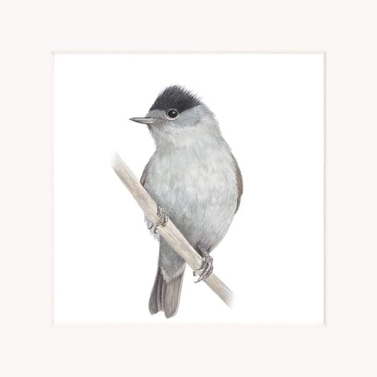 Gray bird with a black head perched on a branch against a white background