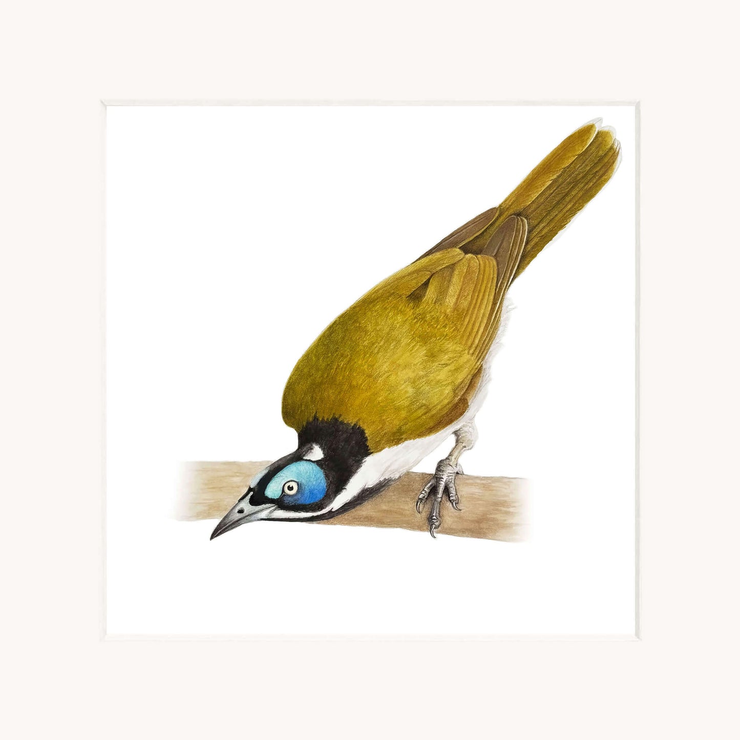 Illustration of a blue-faced honeyeater bird perched on a branch with a white background